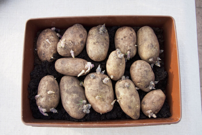 Lägg sötpotatisen på förgroning några veckor innan de ska ner i jorden. Förgro potatis.