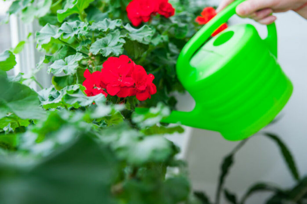 Pelargoner behöver vatten regelbundet. Bild: Shutterstock/IBL