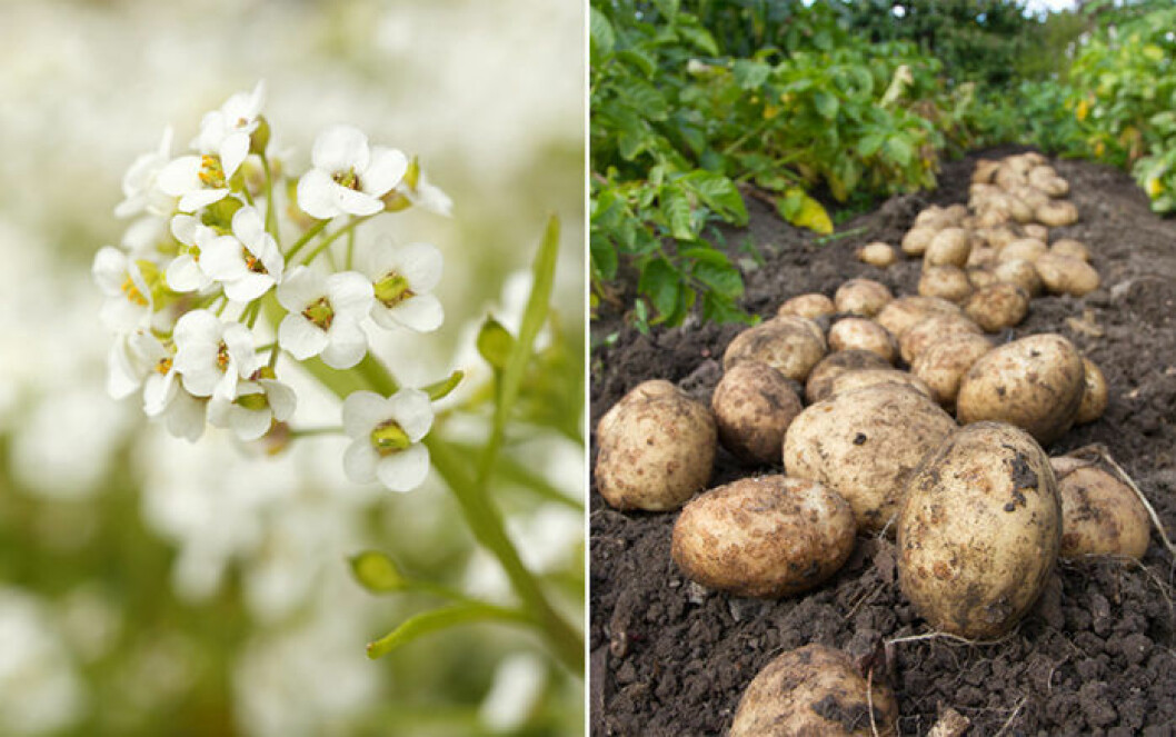 Strandkrassing och potatis. Bild: IBL Strandkrassing och potatis är växter som trivs ihop.