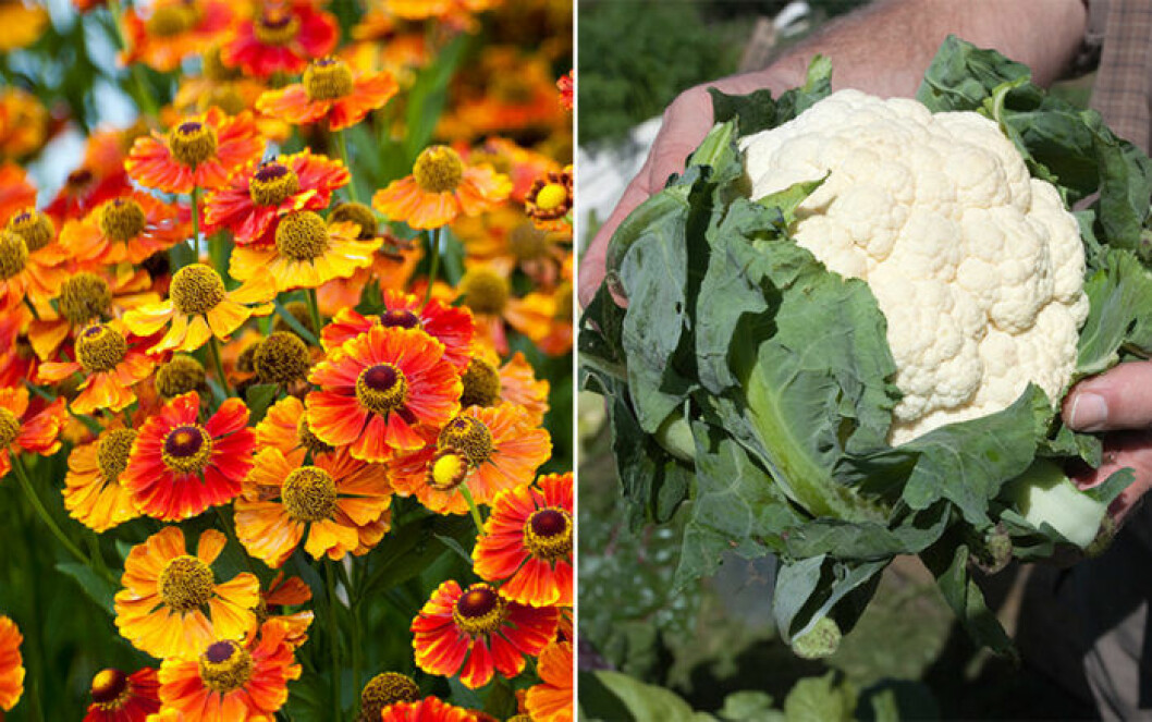Dvärgzinnia och blomkål. Bild: IBL Dvärgzinnia och blomkål är växter som trivs ihop.