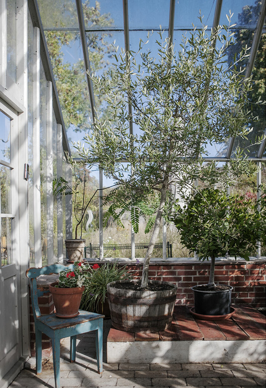 Foto: Helena Kaasik/<a href="http://swedengreenhouse.se/" target="_blank" rel="noopener">Sweden Green House</a> Skapa kontraster i växthuset genom att blanda träd, plantor och krukväxter.