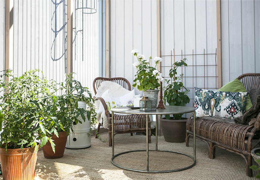 Foto: Helena Kaasik/<a href="http://swedengreenhouse.se/" target="_blank" rel="noopener">Sweden Green House</a> Inred som inomhus i växthuset och orangeriet