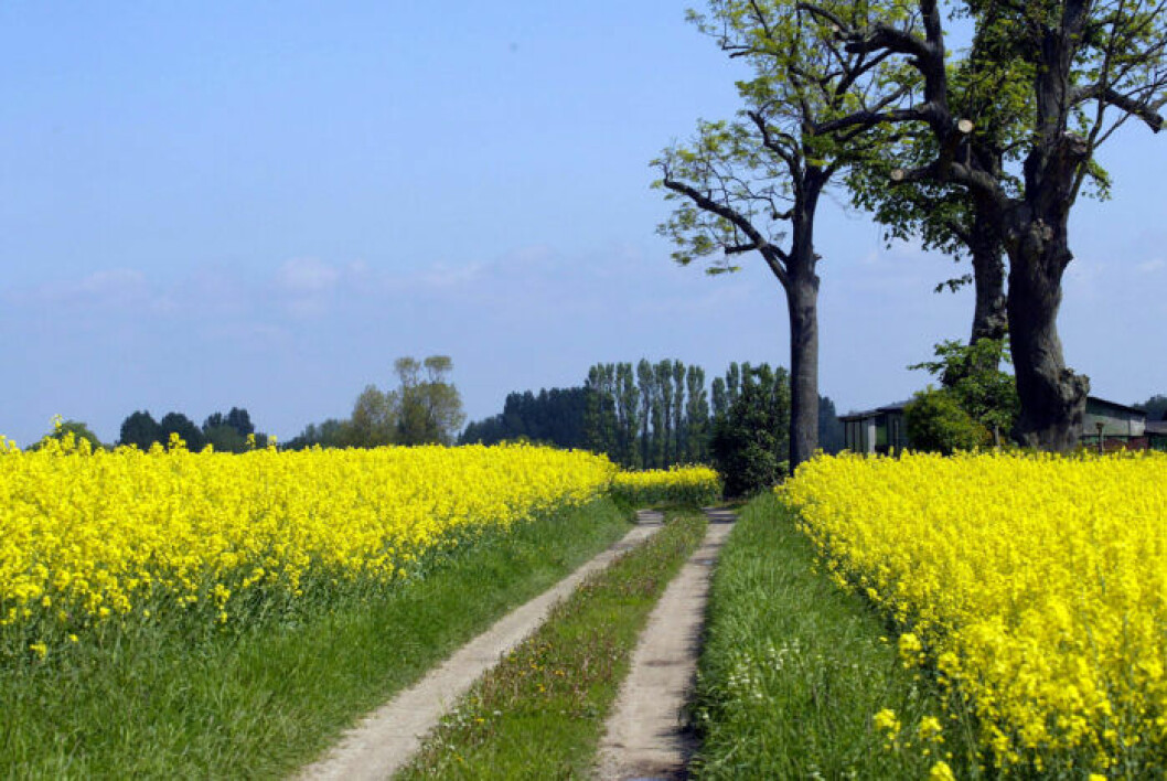 Foto: Visit Skåne Ven