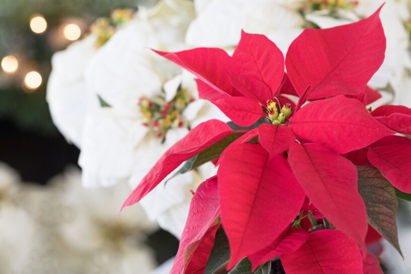 Den klassiskt julröda julstjärnan får sällskap av både vitt och orange i år! Foto: Shutterstock röd och vit julstjärna är trendigt julen 2020