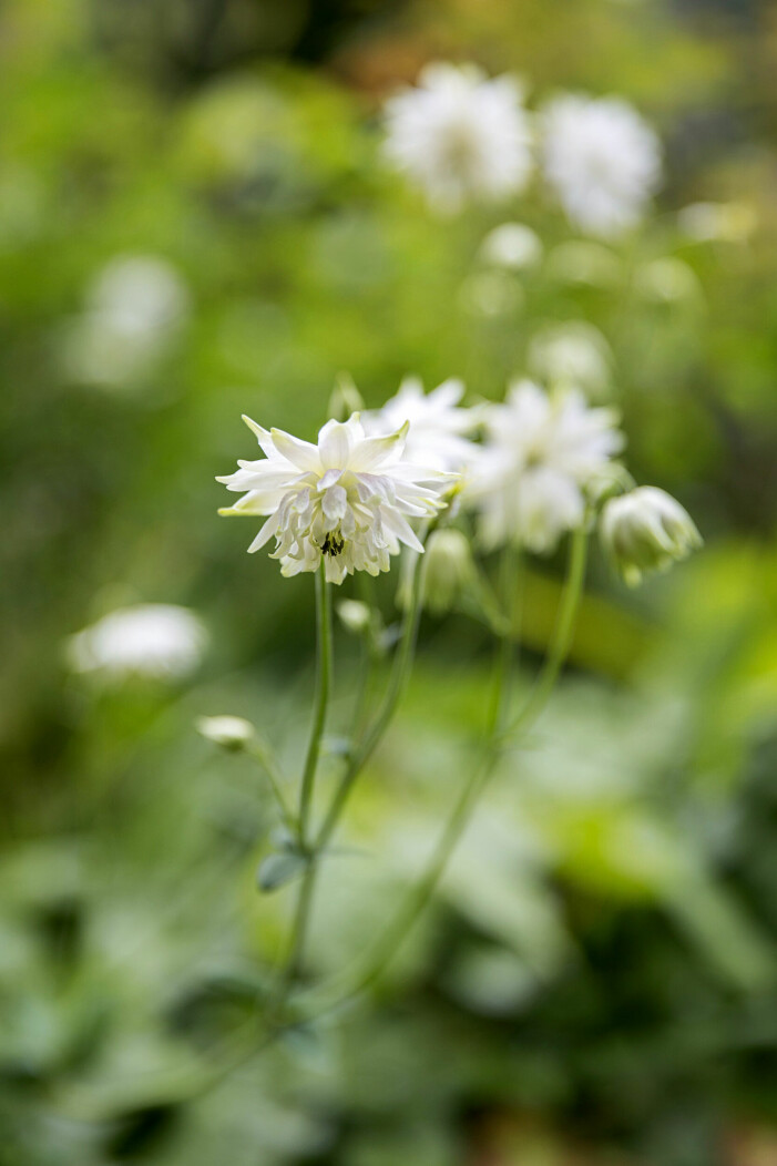 ’White Barlow’. ’White Barlow’.