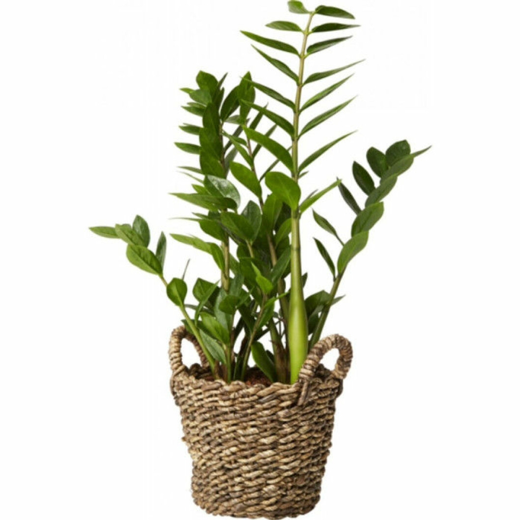 Via: plantagen.se Via: plantagen.se