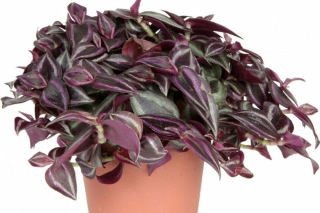 Zebrablad, via: plantagen.se Zebrablad, via: plantagen.se