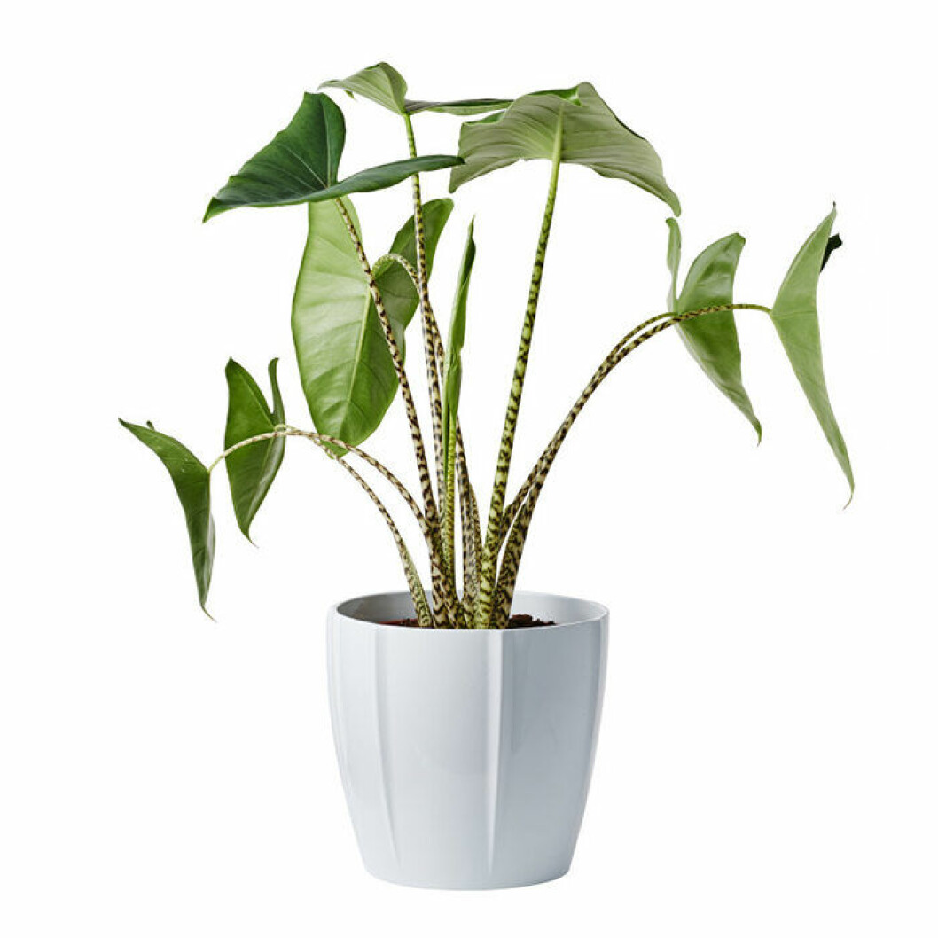 Zebraskölden ger en personlig grön färgklick till inredningen. Foto: Plantagen Zebraskölden är en trendig inomhusväxt 2019